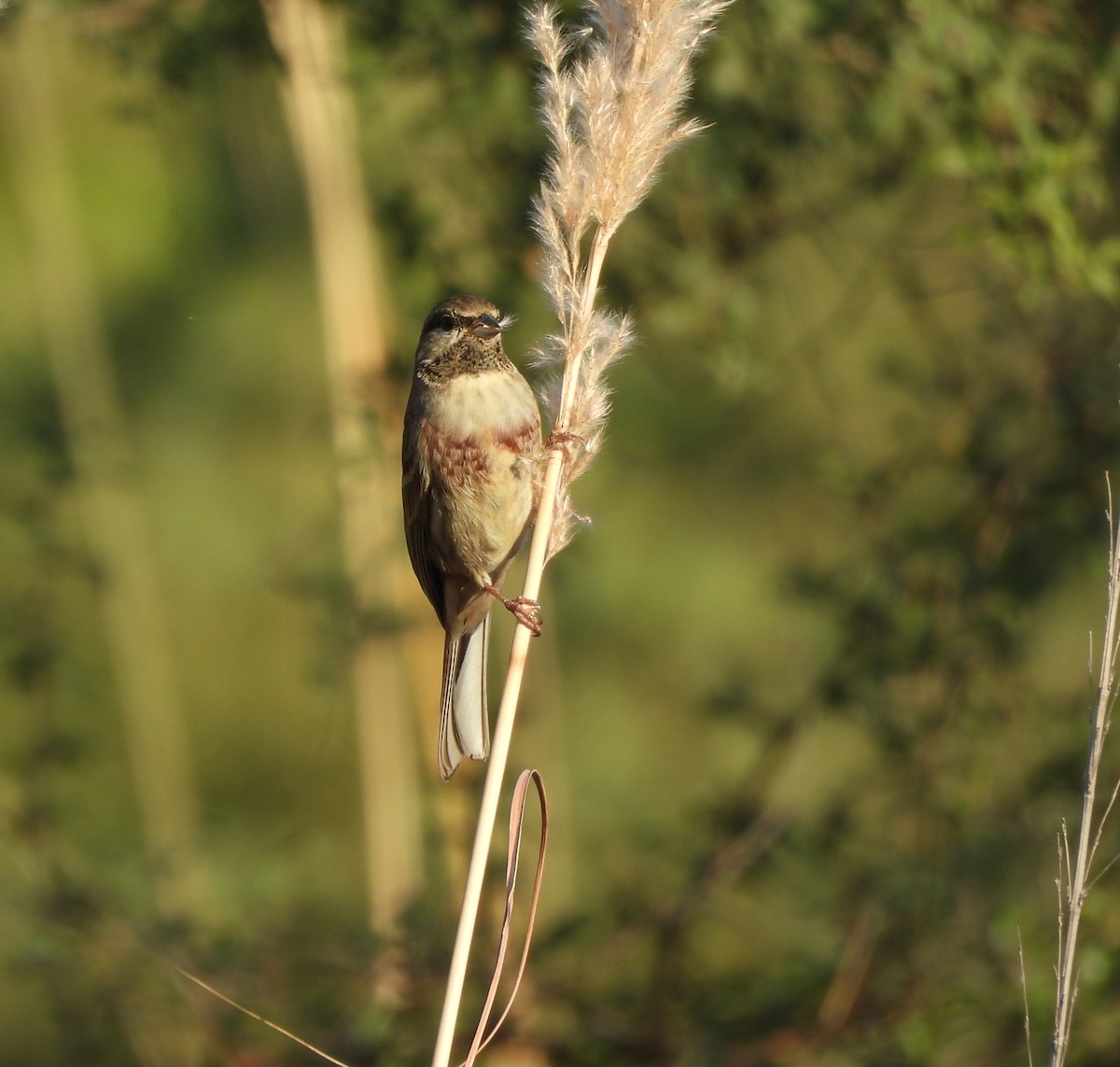 Bruant de Stewart - ML646833342