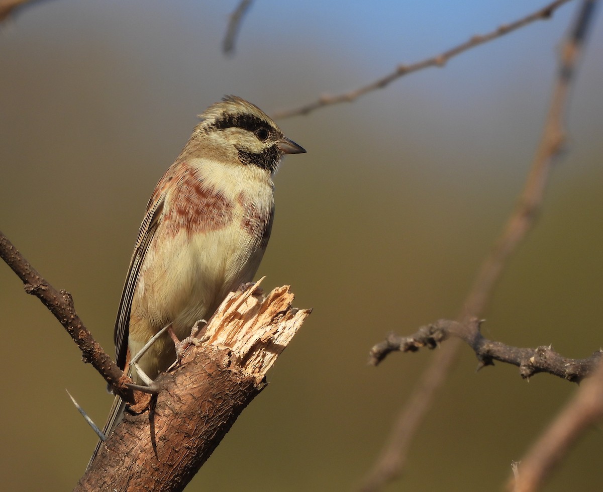 Bruant de Stewart - ML646833343