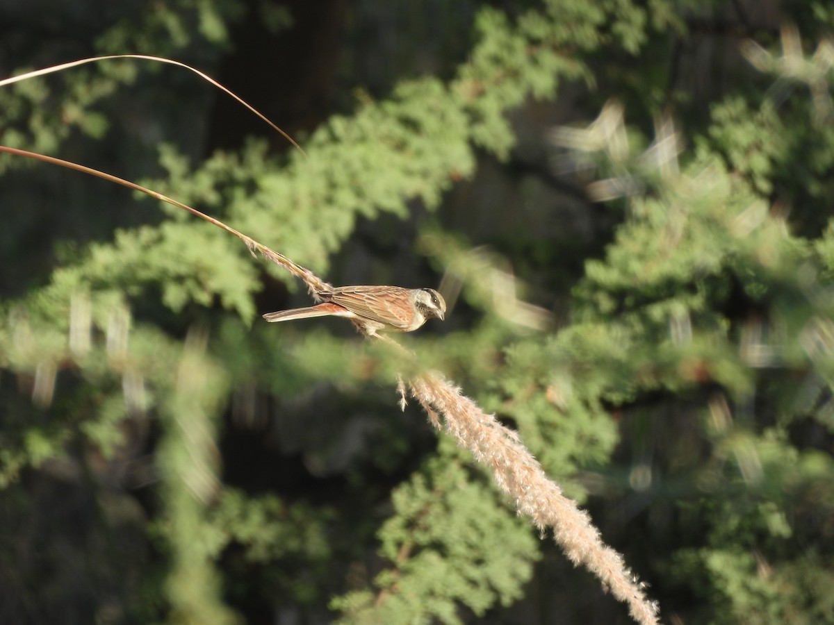 Bruant de Stewart - ML646833344