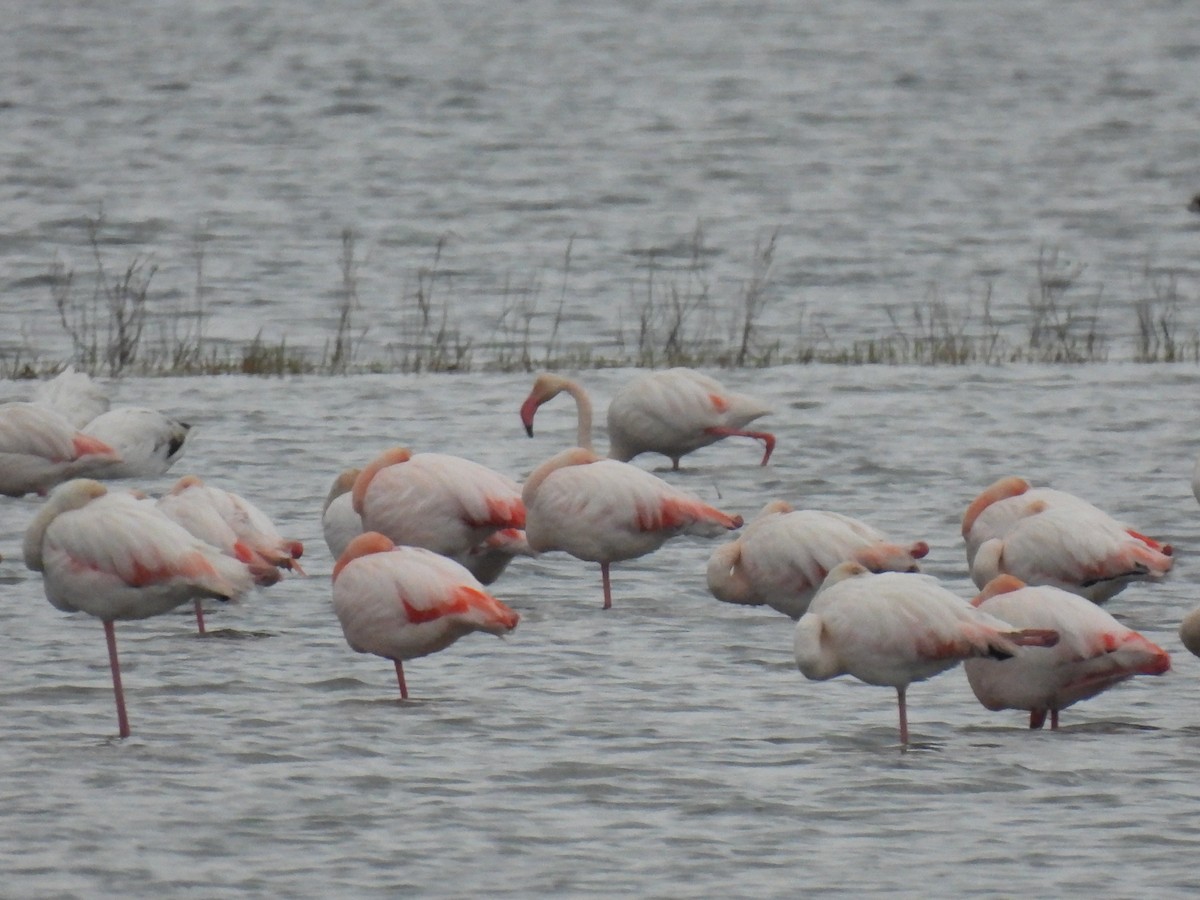 Фламінго рожевокрилий - ML646833345