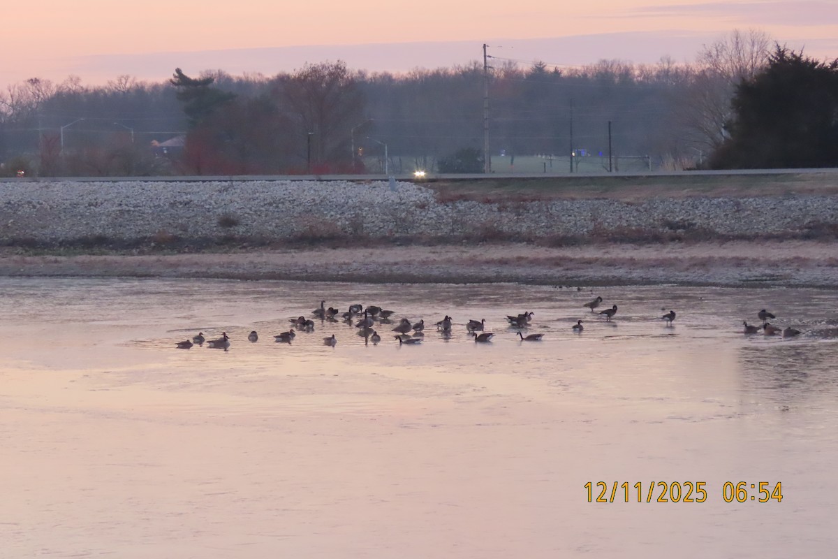 Канад галуу - ML646833346