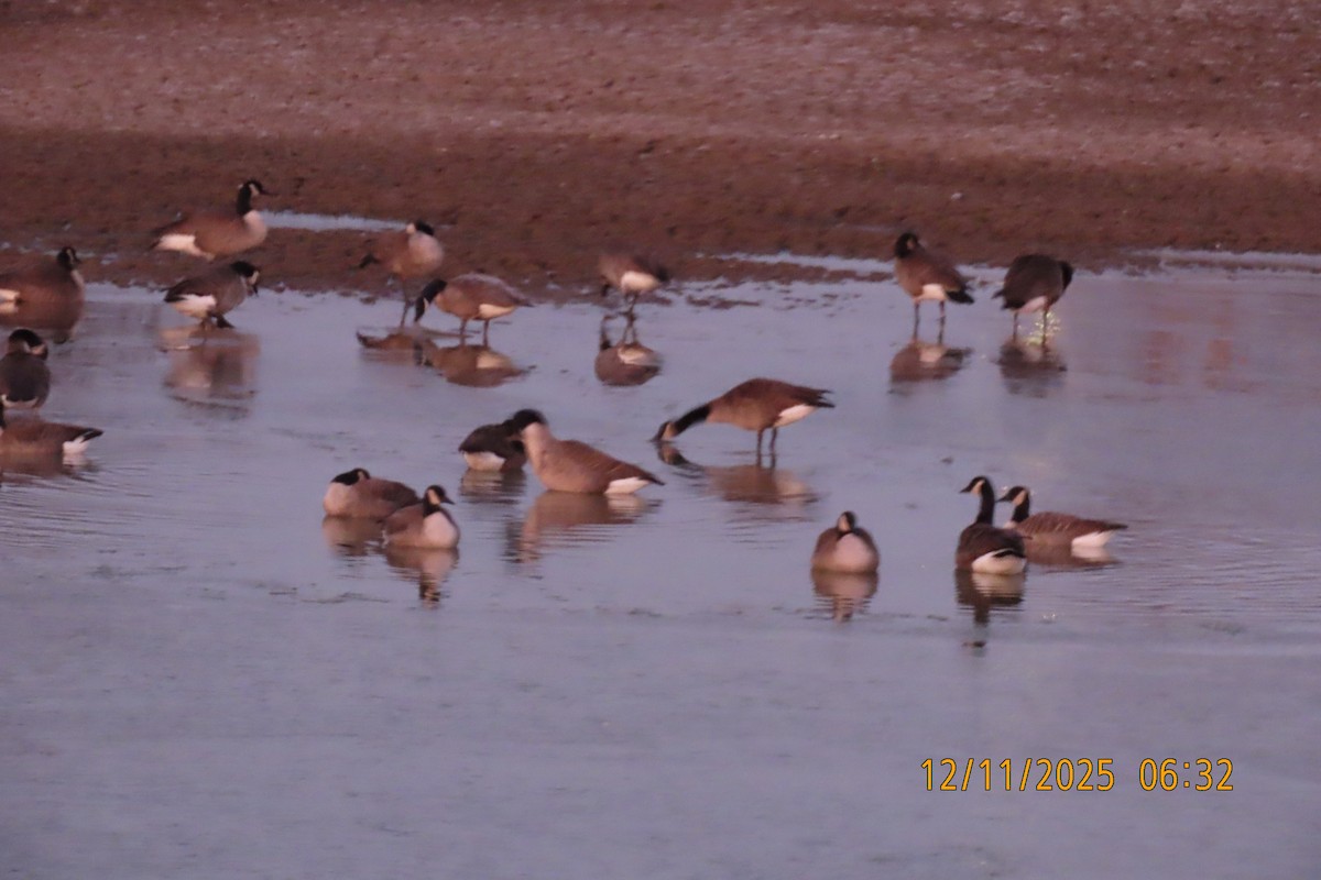 Канад галуу - ML646833347