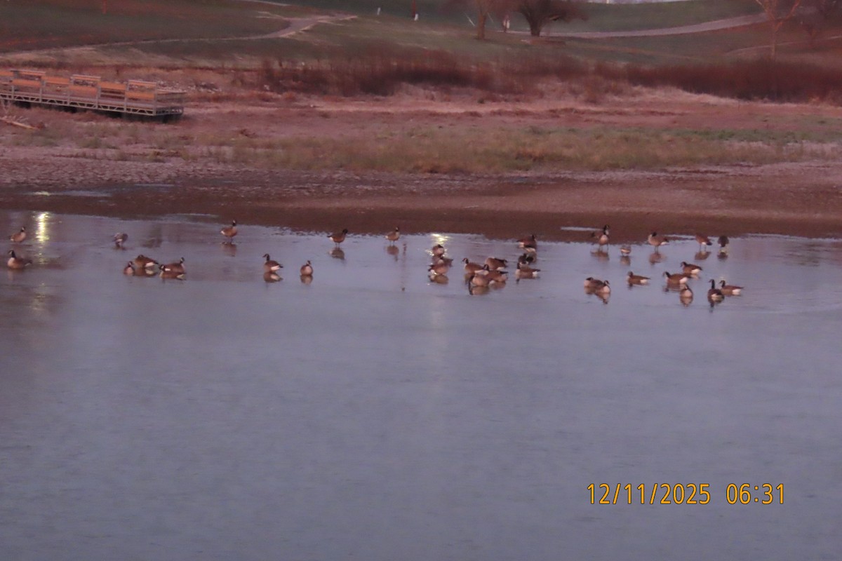 Канад галуу - ML646833348