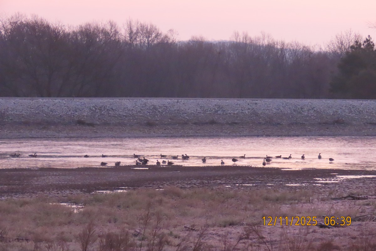 Канад галуу - ML646833349