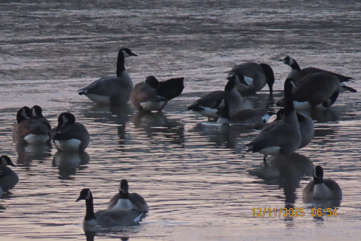 Канад галуу - ML646833350