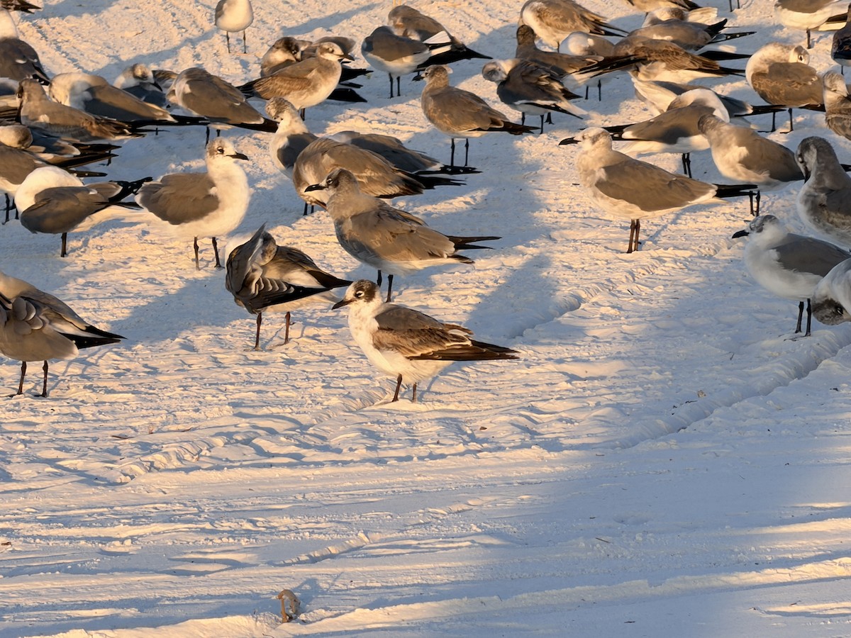 アメリカズグロカモメ - ML646833359