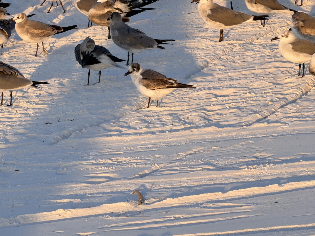 アメリカズグロカモメ - ML646833360