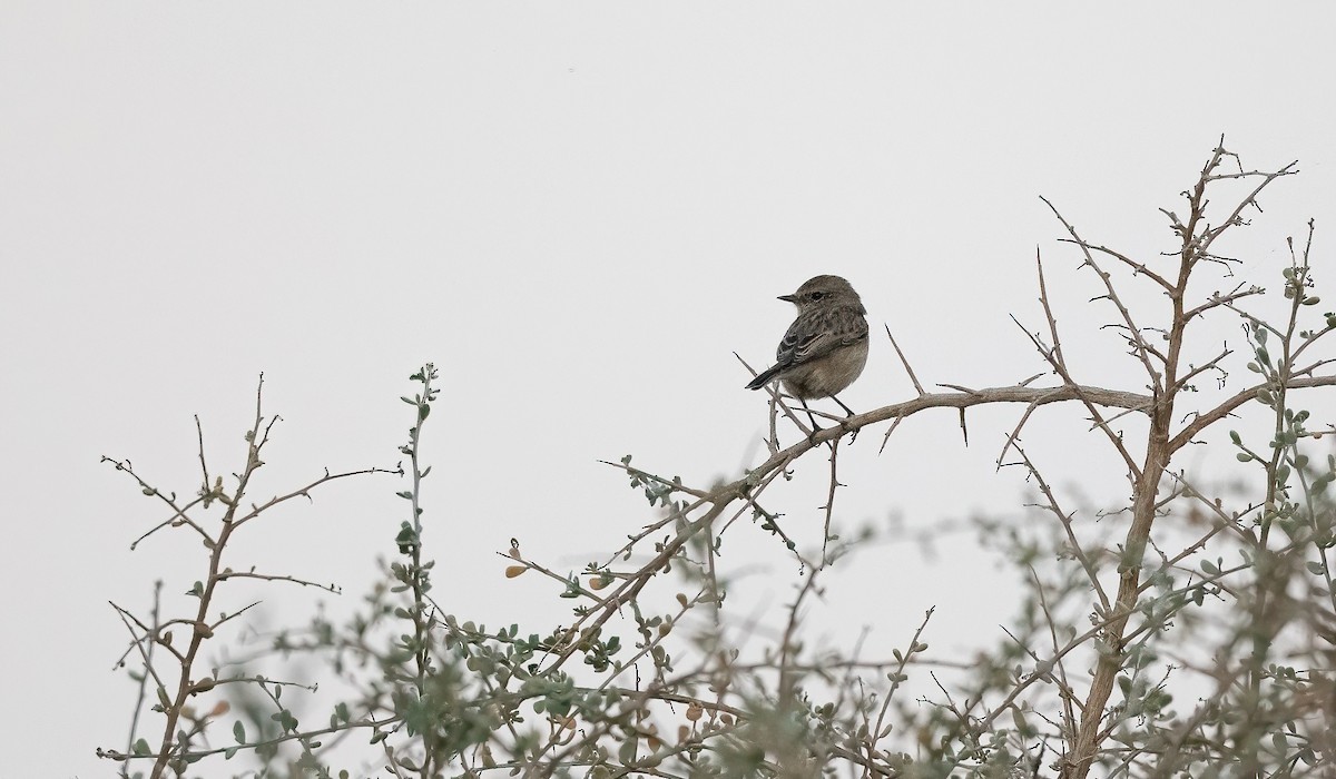 Siberian Stonechat - ML646833364