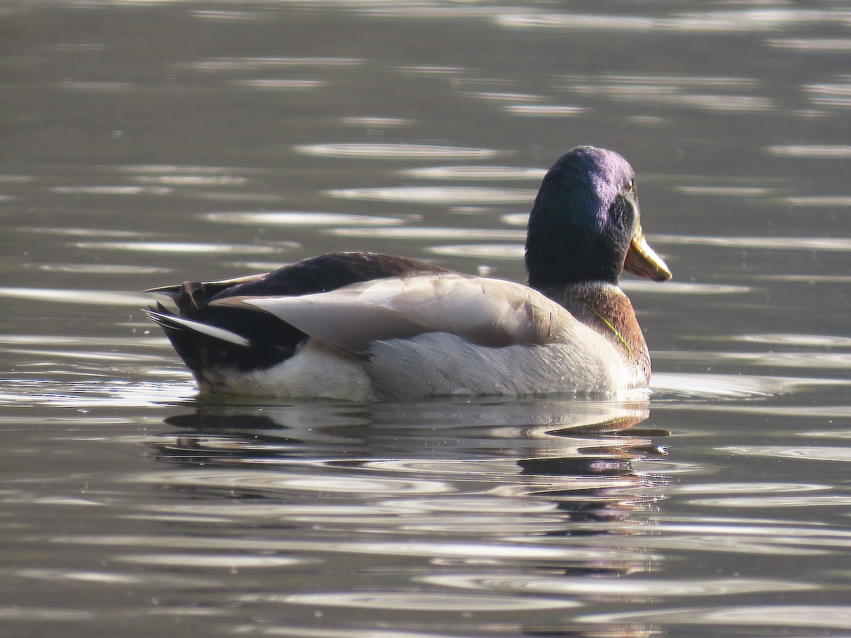 Mallard - ML646833366