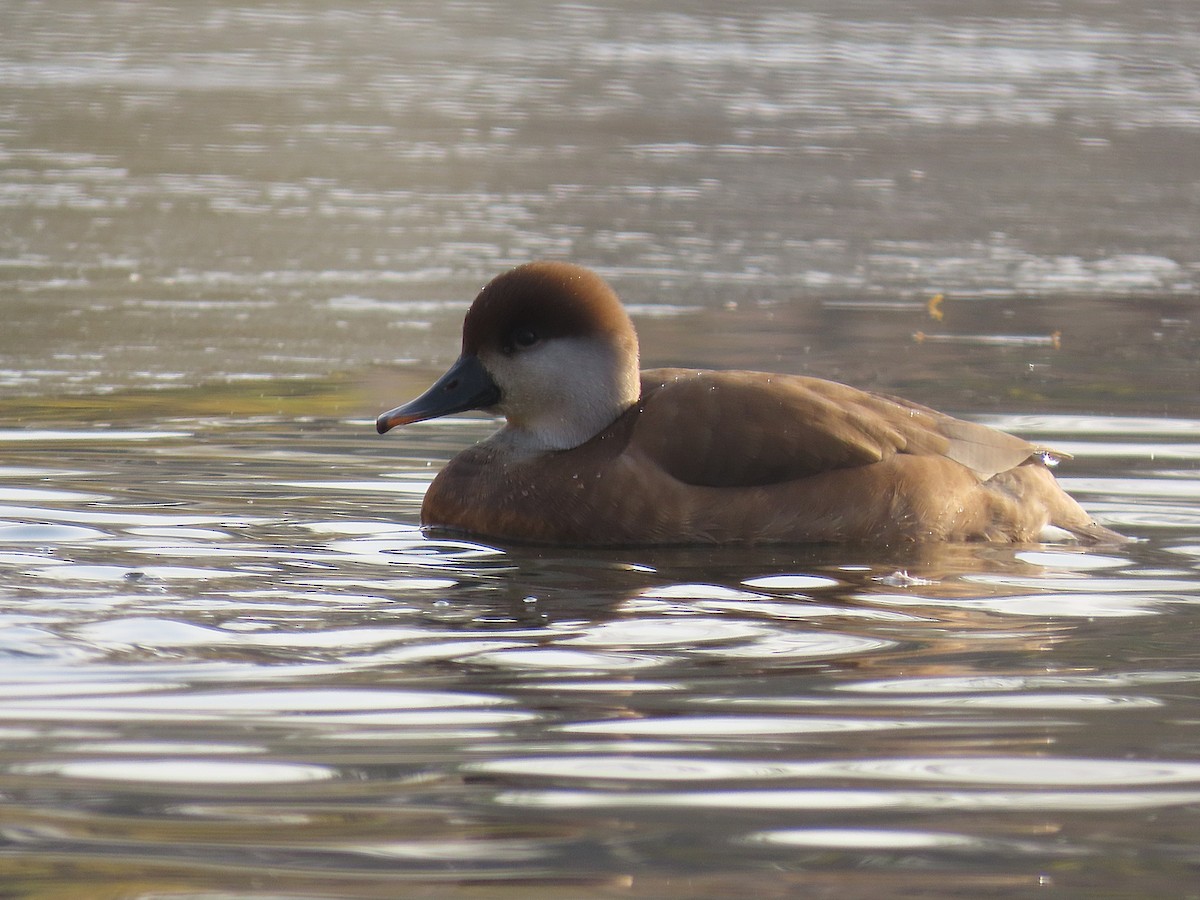 Red-crested Pochard - ML646833367