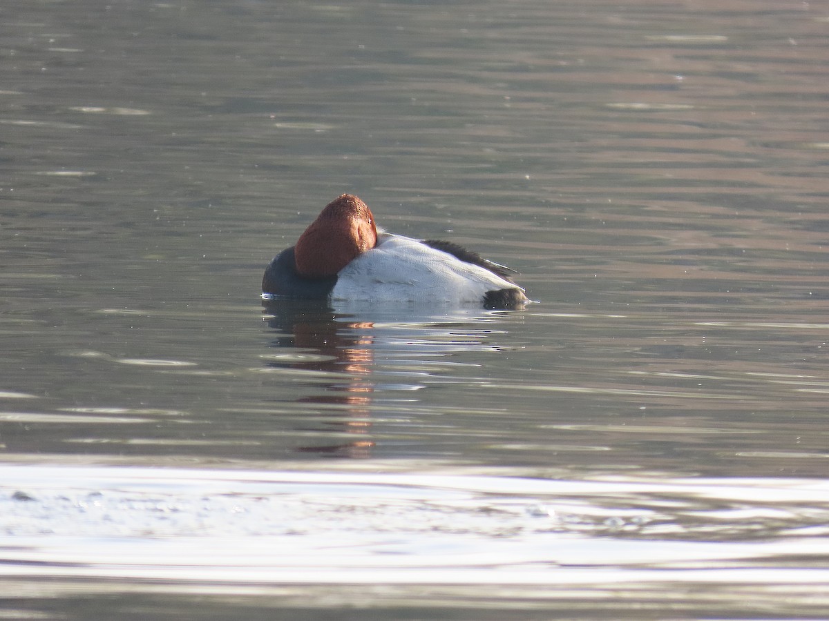 Red-crested Pochard - ML646833368