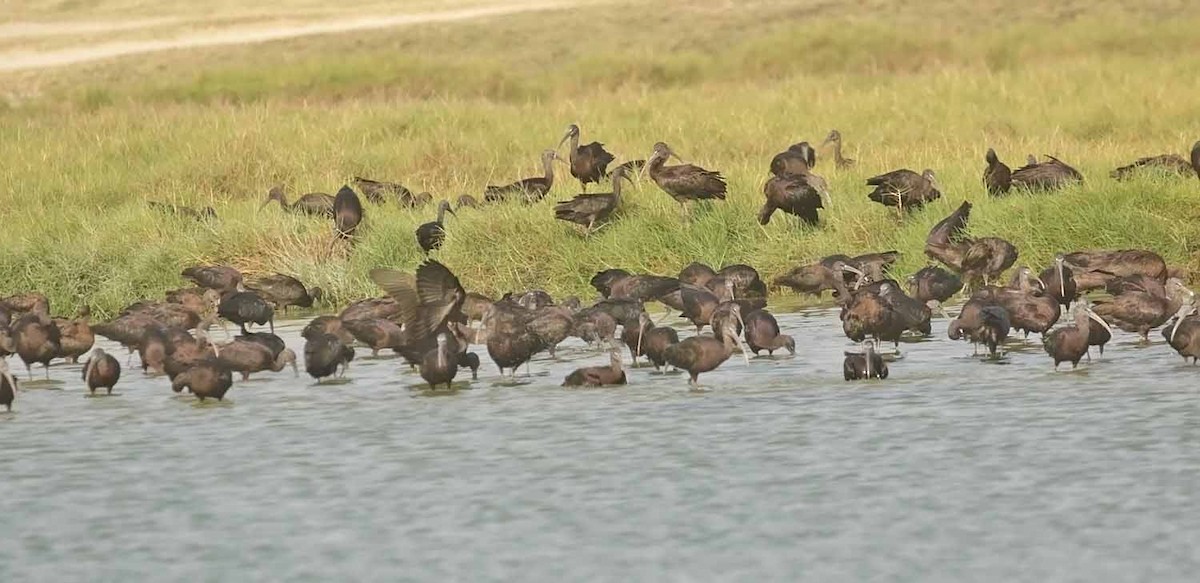 Каравайка - ML646833369