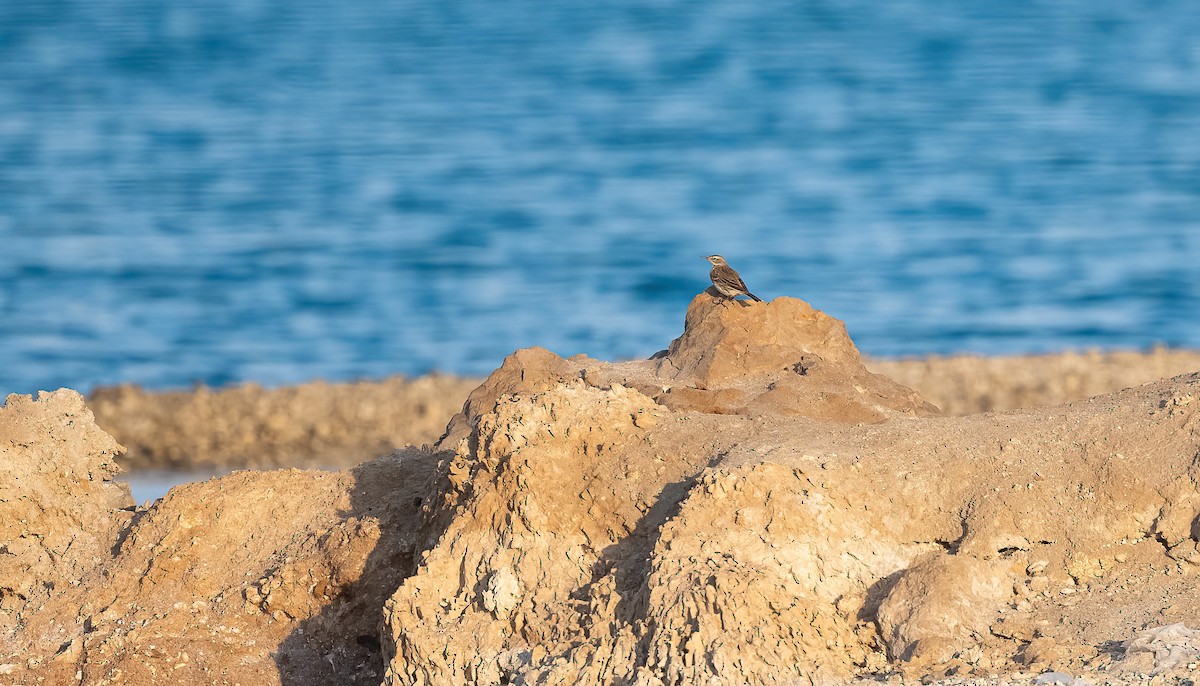 Щеврик гірський - ML646833370