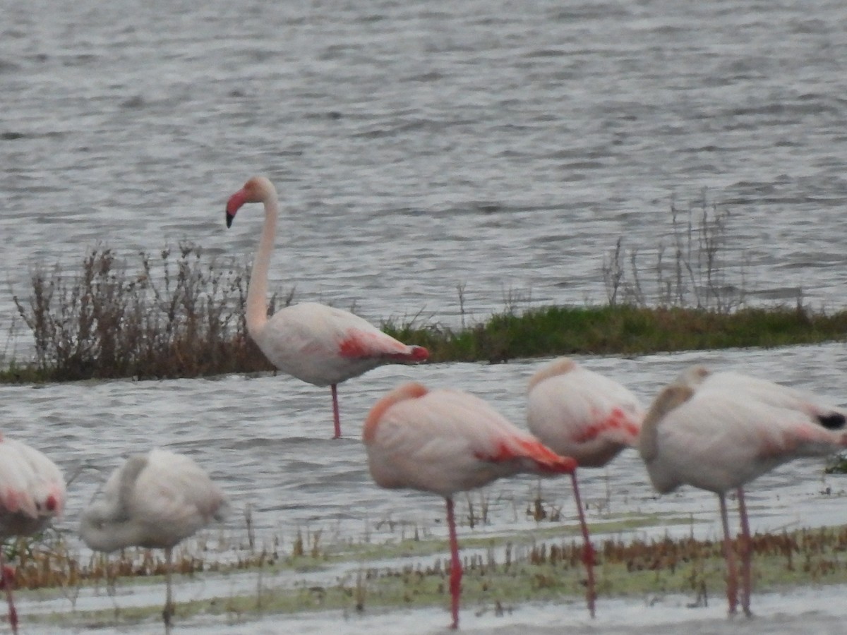 Фламінго рожевокрилий - ML646833371