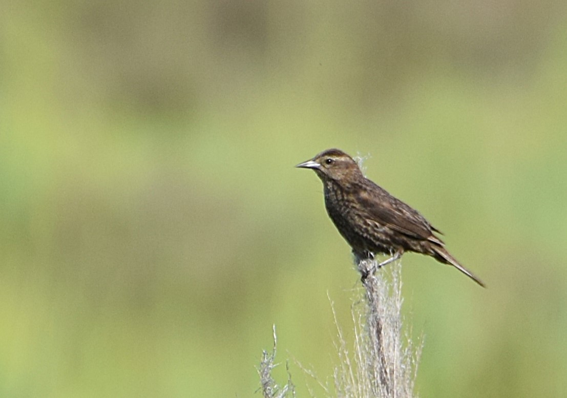 Yellow-winged Blackbird - ML646833373