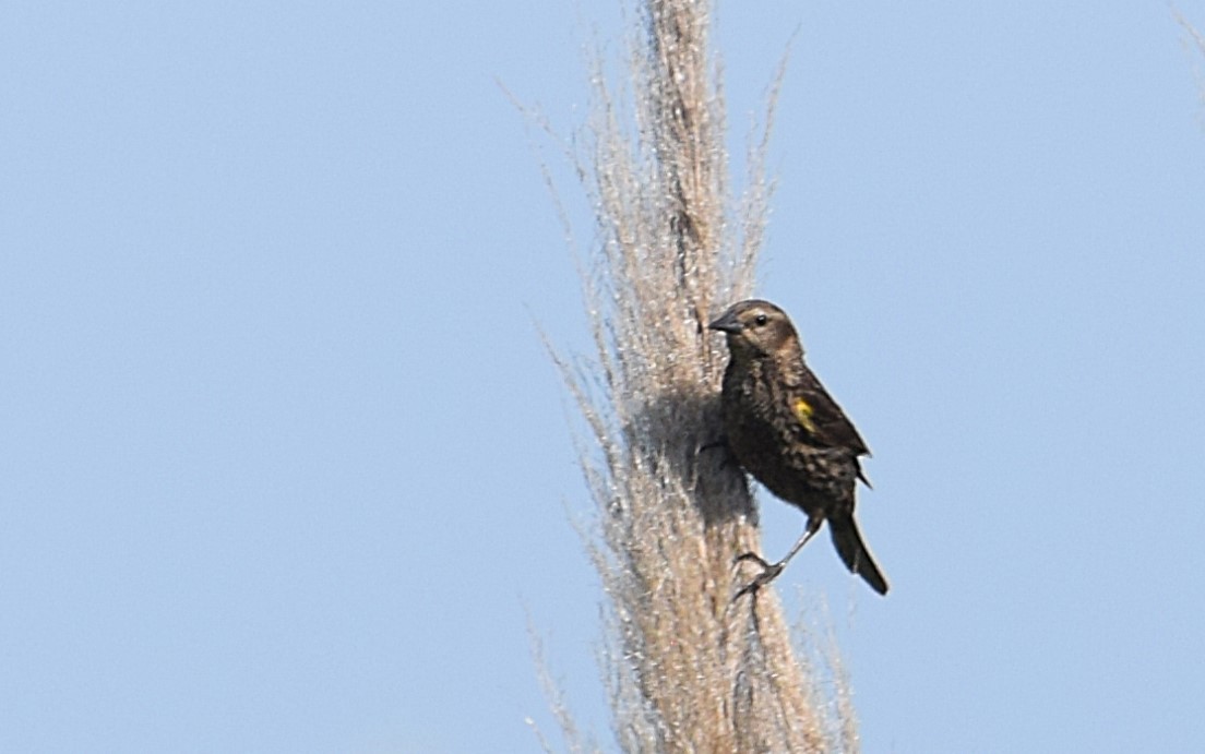 Yellow-winged Blackbird - ML646833374