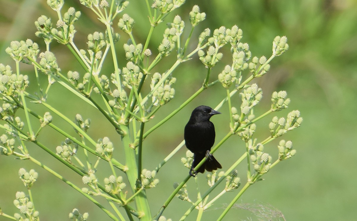 Yellow-winged Blackbird - ML646833375