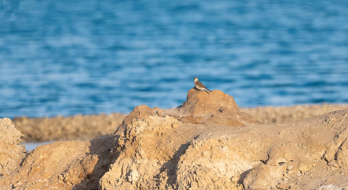 Щеврик гірський - ML646833376