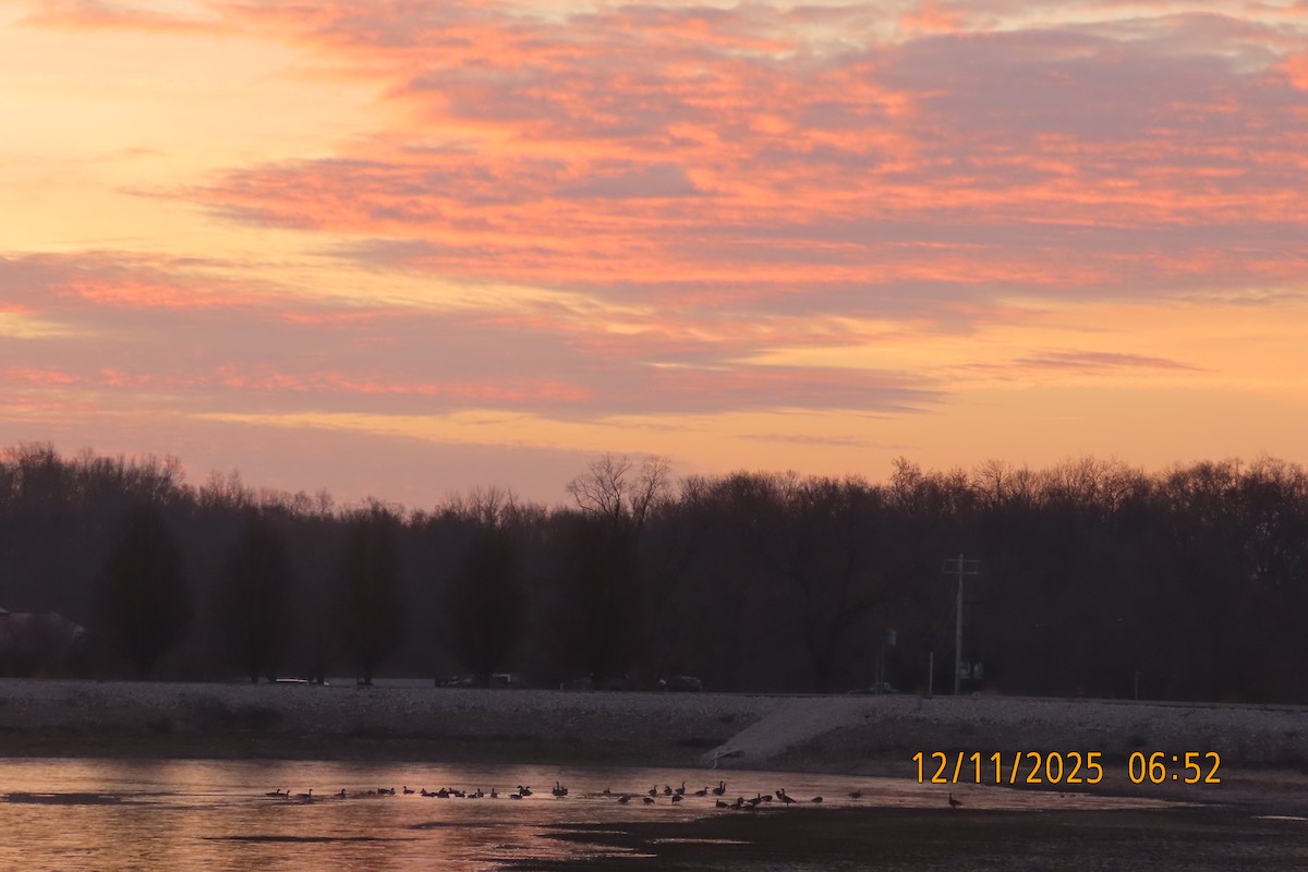 Канад галуу - ML646833377