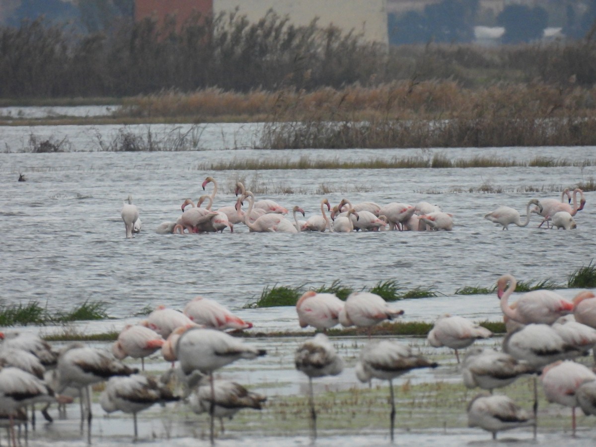 Фламінго рожевокрилий - ML646833378