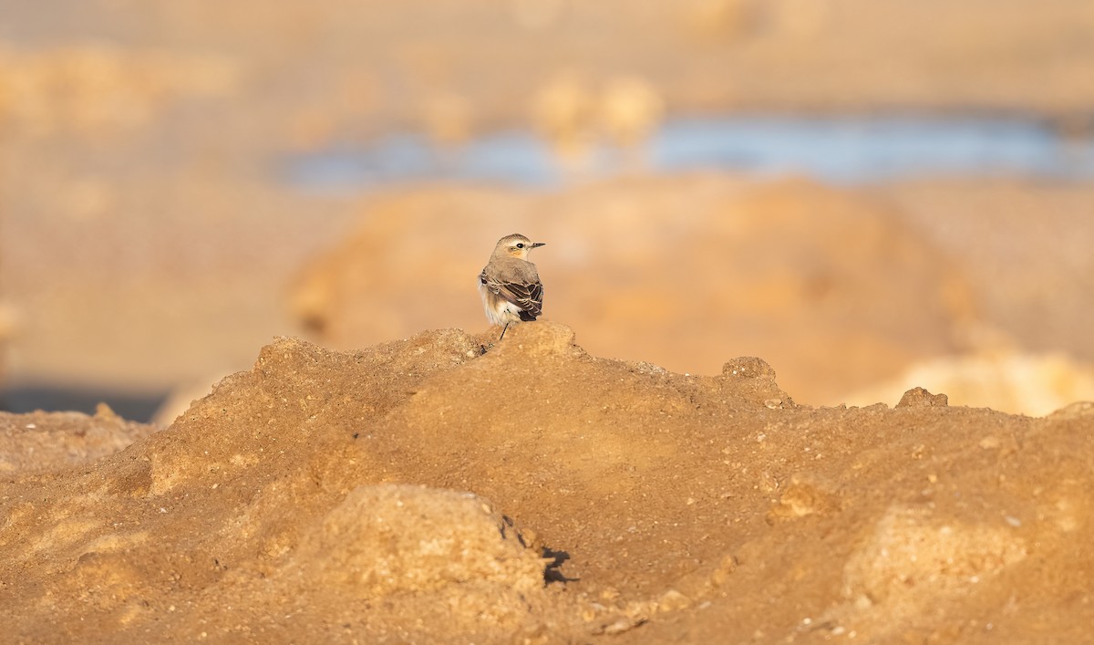 穗䳭 - ML646833379