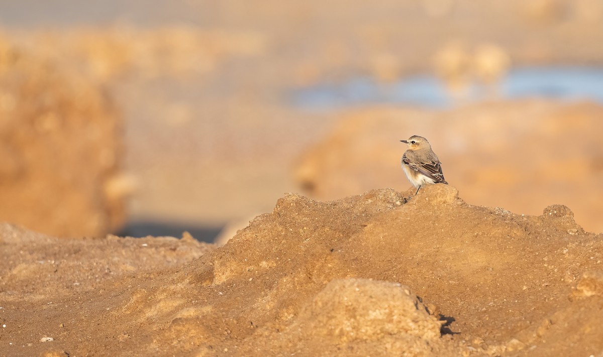 穗䳭 - ML646833381