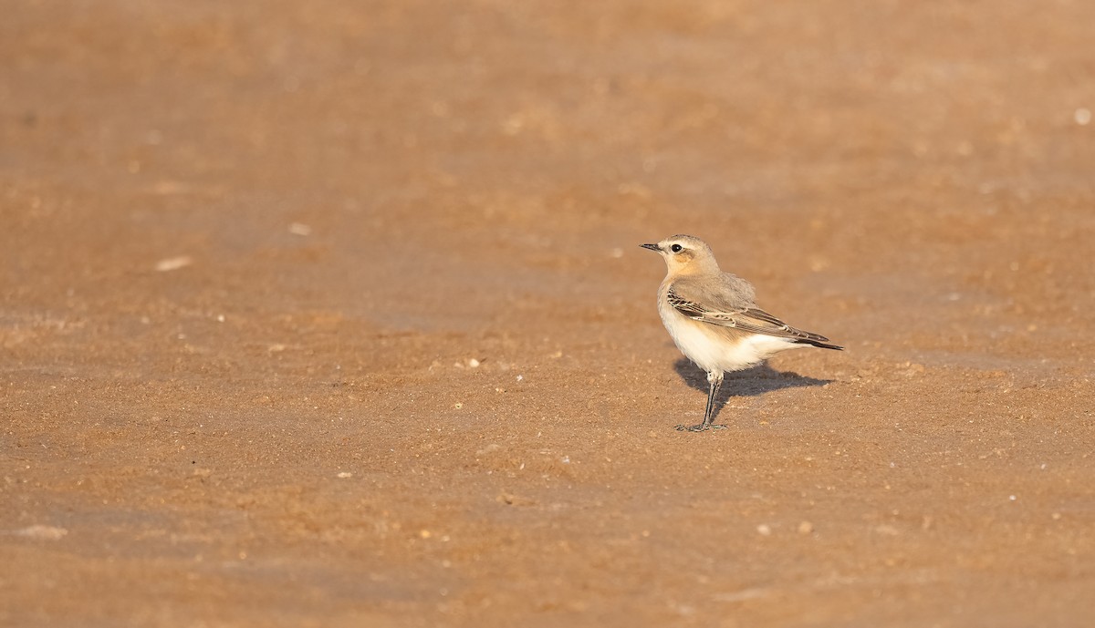 穗䳭 - ML646833382