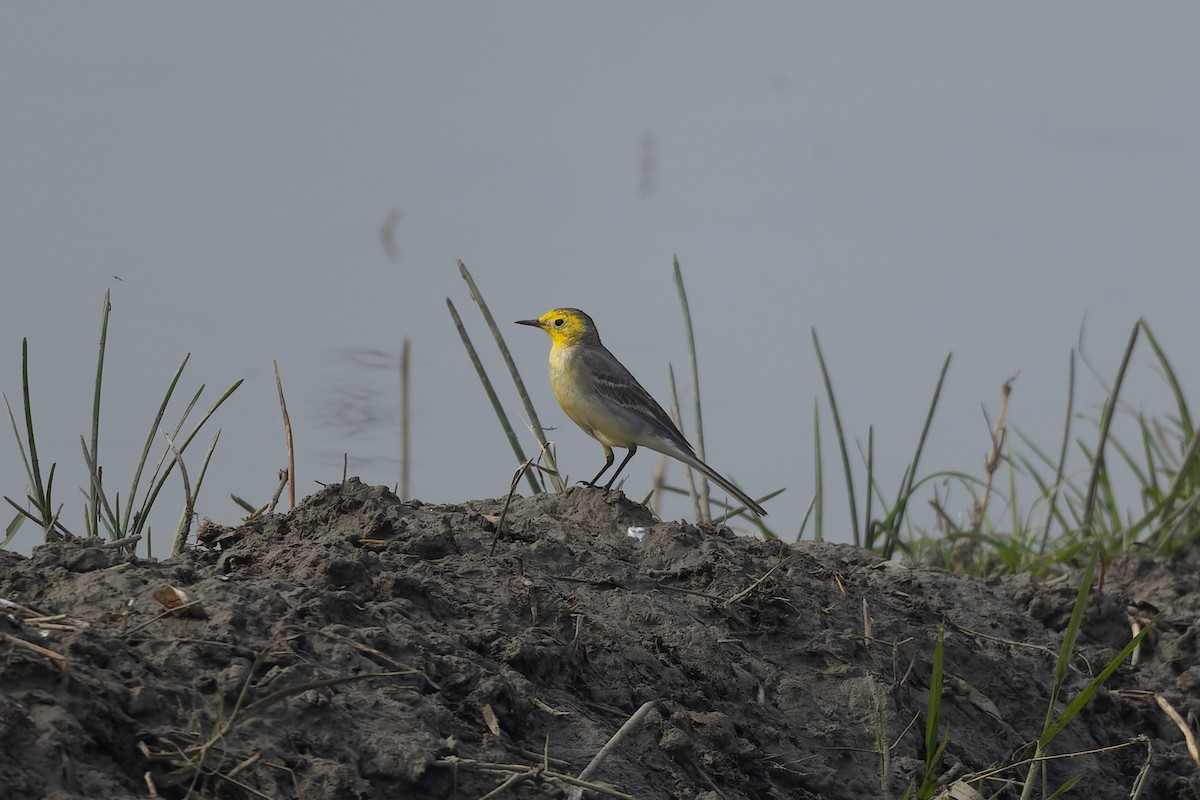 Citrine Wagtail - ML646833383