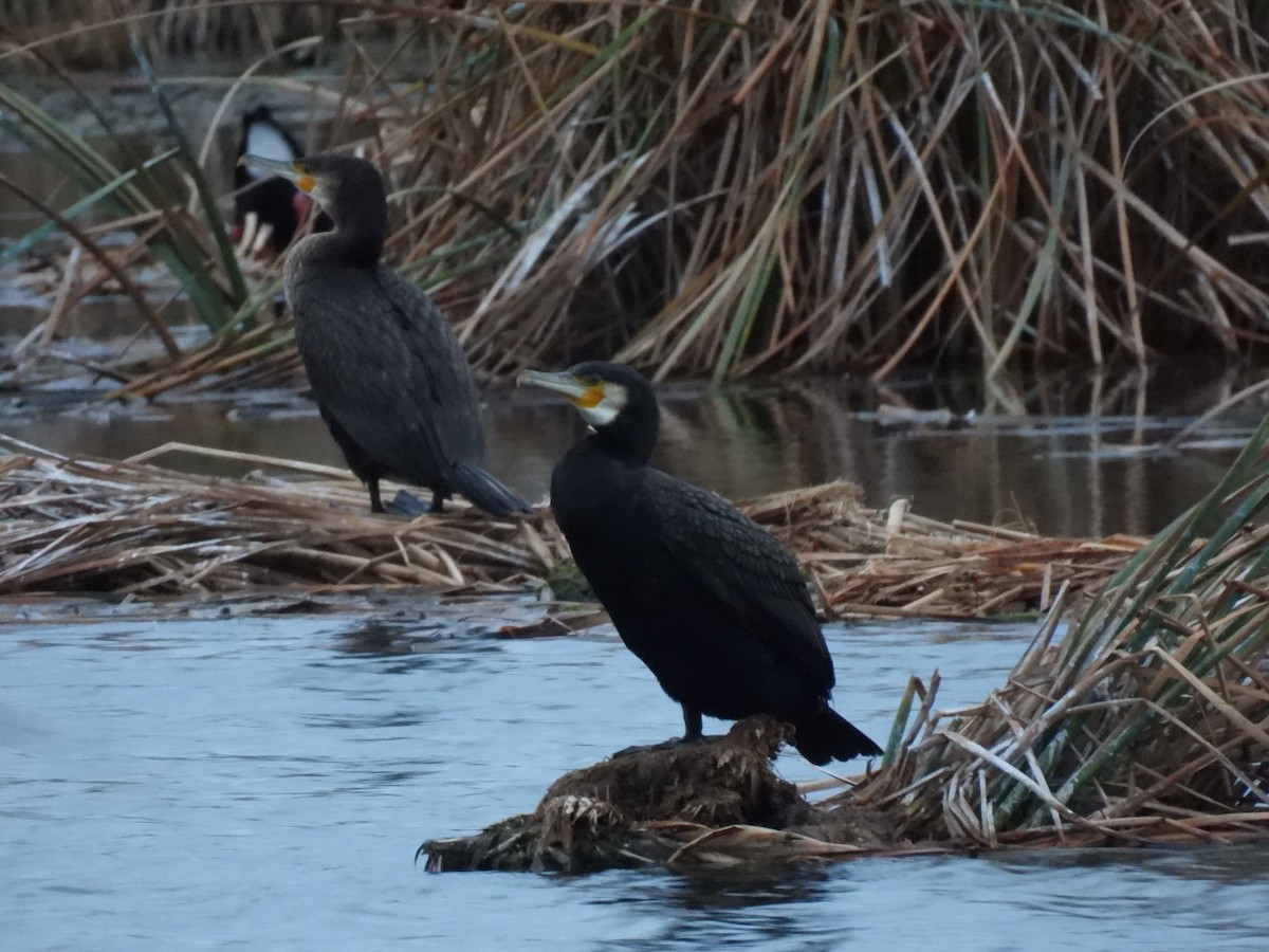 Баклан великий - ML646833384