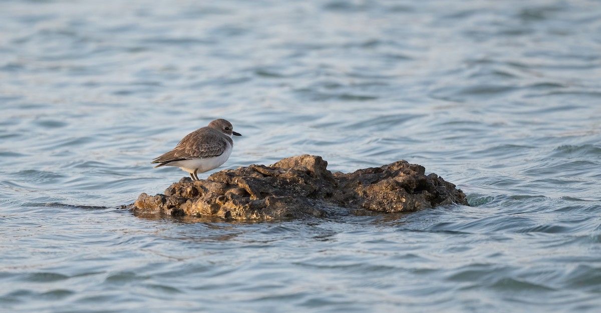 Wüstenregenpfeifer - ML646833388