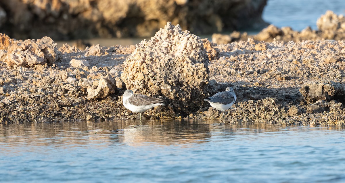 Үхэр хөгчүү - ML646833390