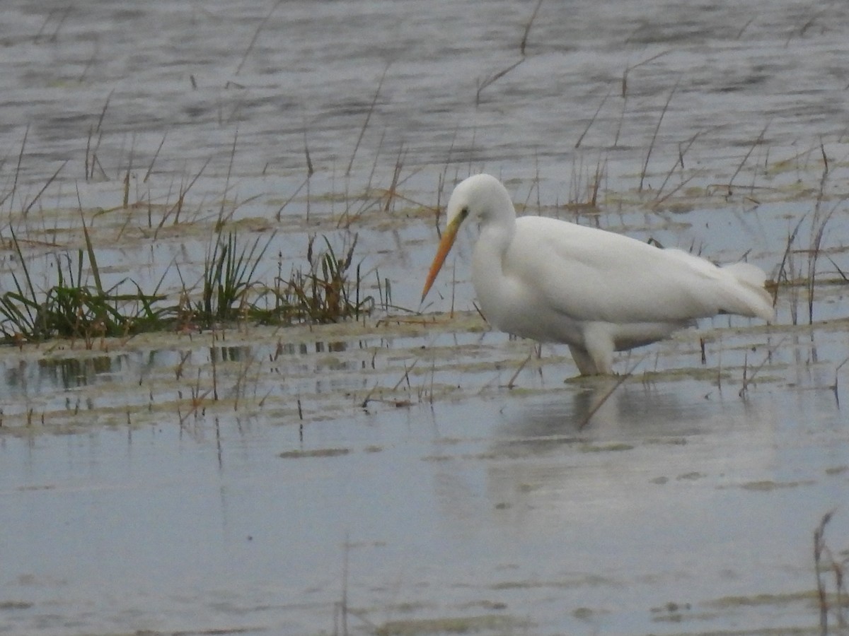 Чапля велика - ML646833391