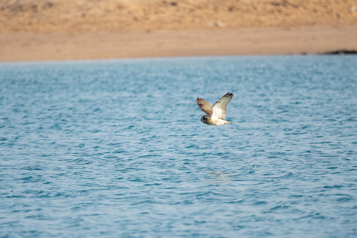 Zingira-hontza - ML646833393