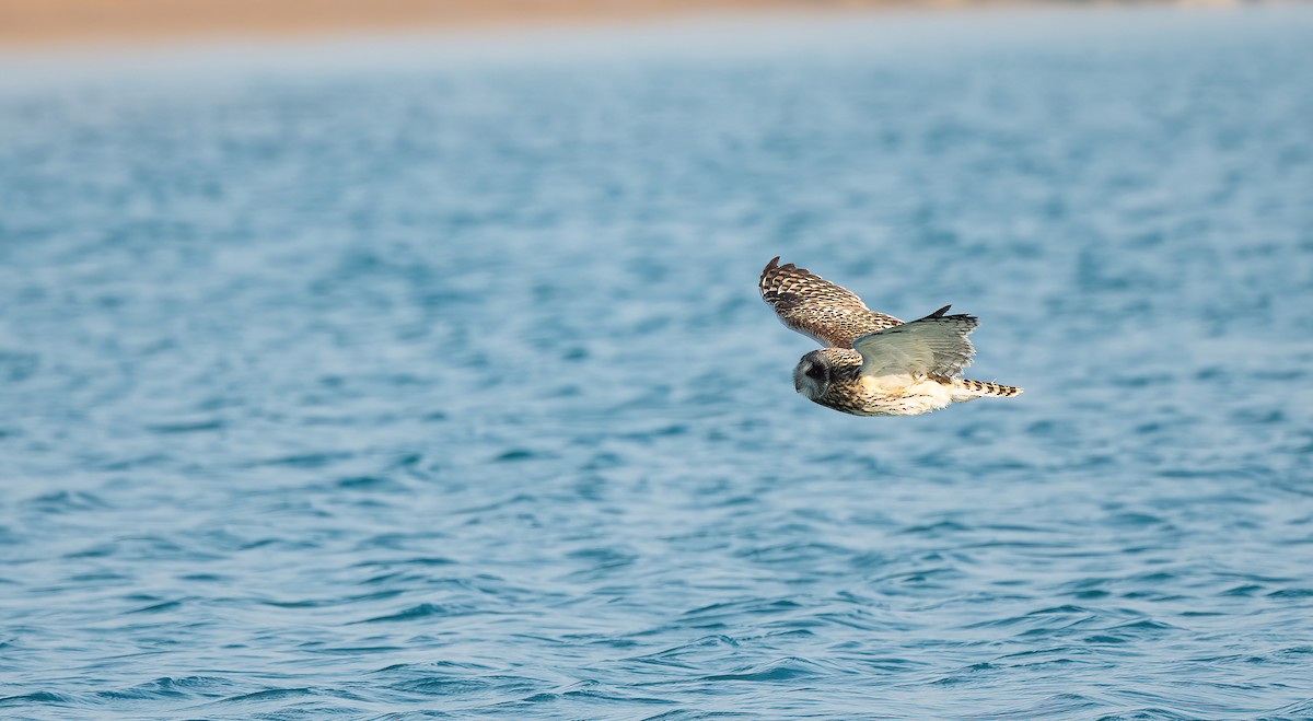 Zingira-hontza - ML646833394