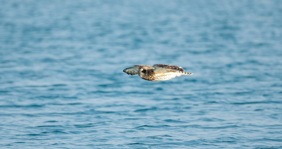 Zingira-hontza - ML646833395