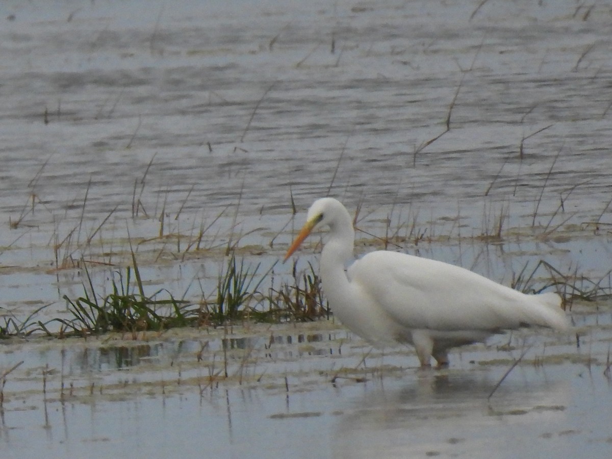 Чапля велика - ML646833396