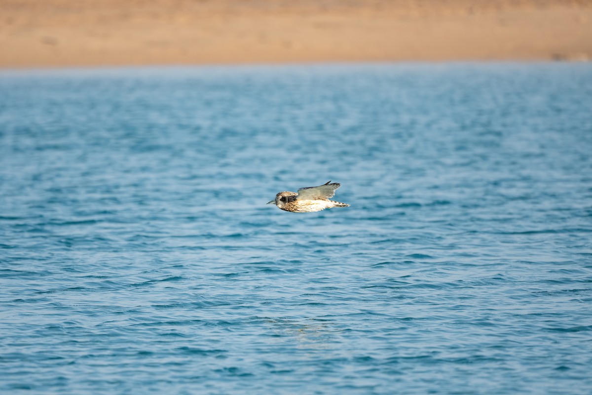 Zingira-hontza - ML646833397