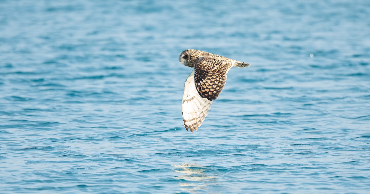 Zingira-hontza - ML646833400