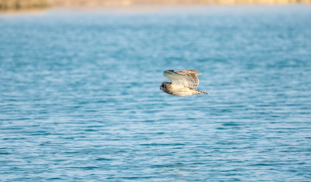 Zingira-hontza - ML646833401