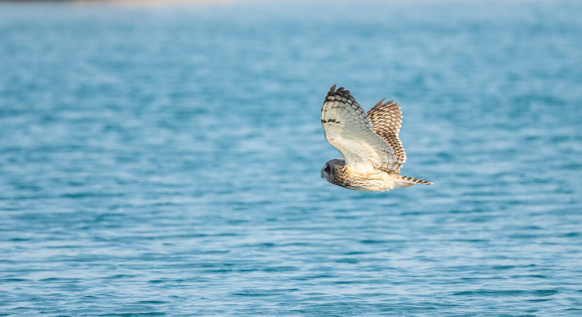 Zingira-hontza - ML646833402