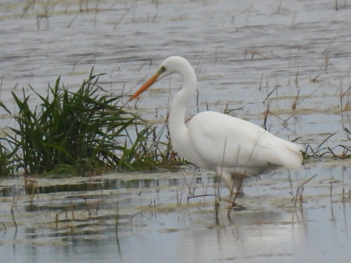 Чапля велика - ML646833404