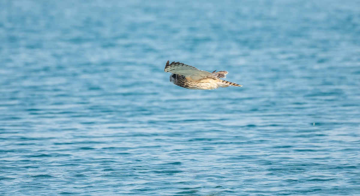 Zingira-hontza - ML646833405