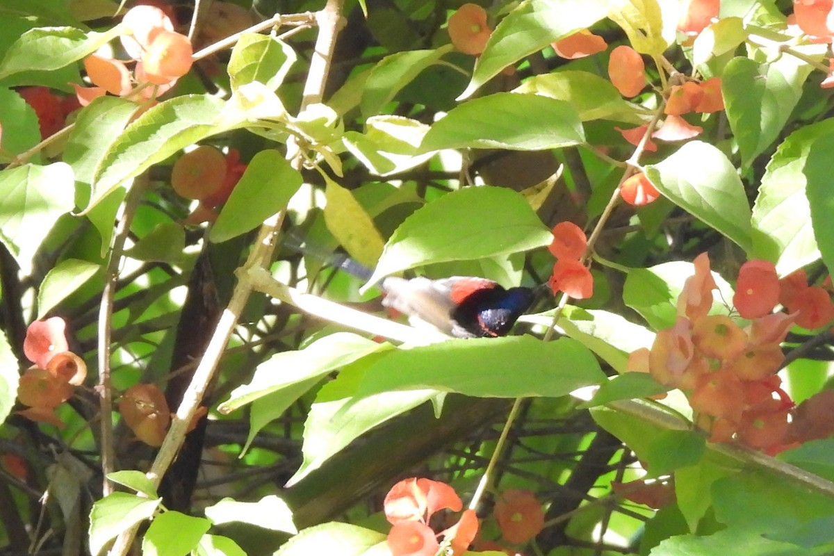 Kara Gerdanlı Nektarkuşu - ML646833407