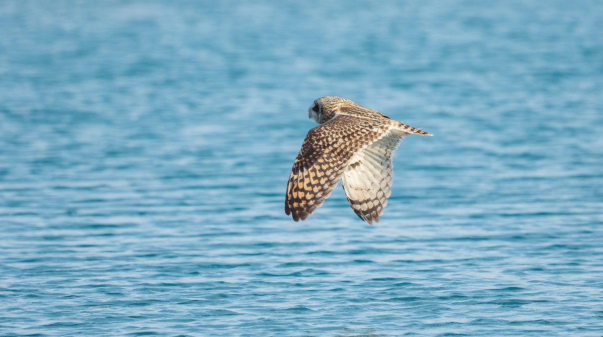 Zingira-hontza - ML646833409