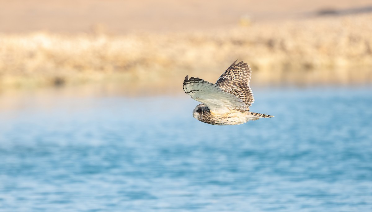 Zingira-hontza - ML646833410