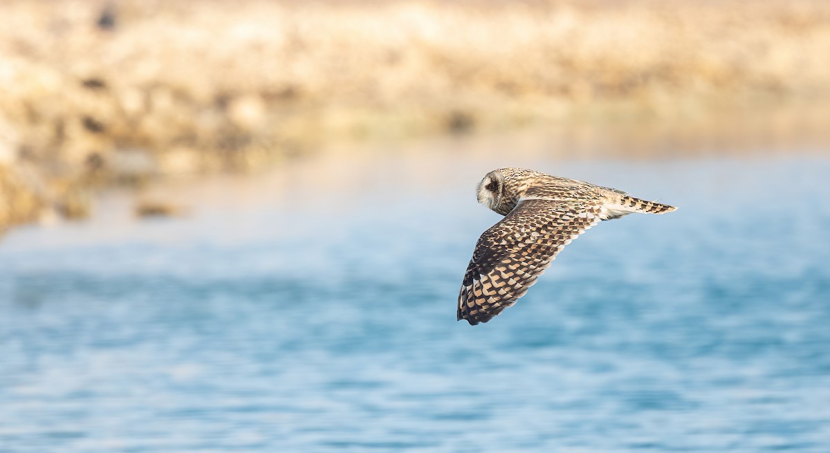 Zingira-hontza - ML646833412