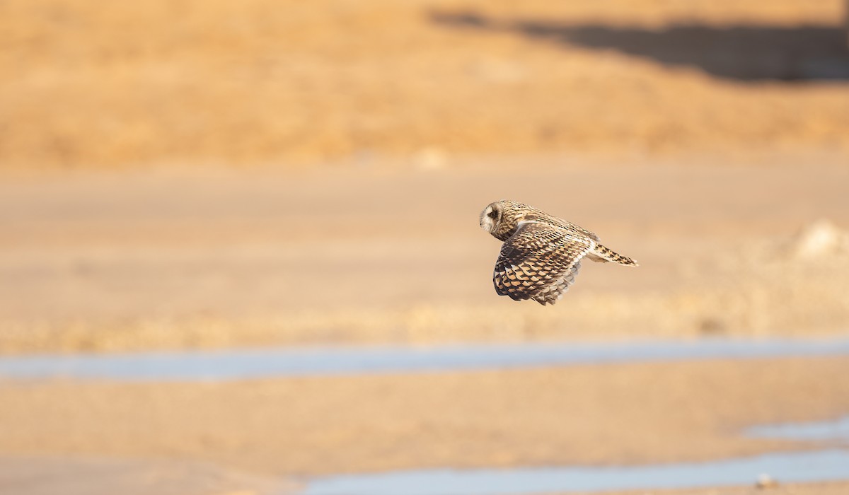 Zingira-hontza - ML646833413