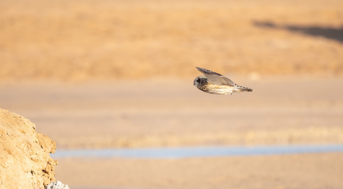 Zingira-hontza - ML646833414