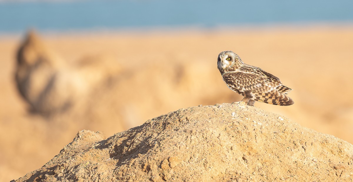 Zingira-hontza - ML646833415