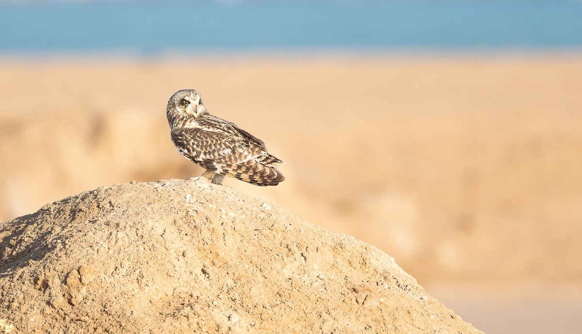 Zingira-hontza - ML646833419